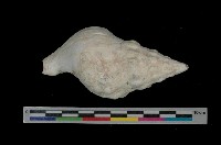 藏品(粗瘤峨螺)的圖片